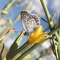 Plebejus argus