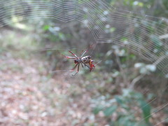 Micrathena fissispina