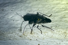 Hyginellus scudderi