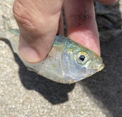 Sardinella