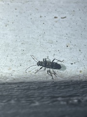 Hyginellus scudderi