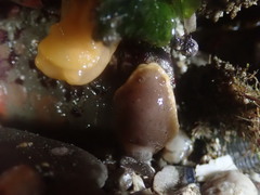 Doriopsilla albopunctata