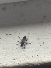 Hyginellus scudderi