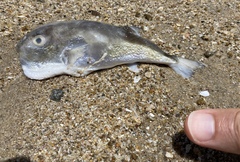 Lagocephalus spadiceus