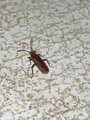 Caenocoris