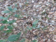 Micrathena fissispina