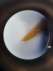 Glossiphonia concolor