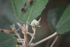 Cladogynos orientalis