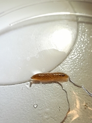 Glossiphonia concolor