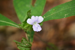 Barleria strigosa