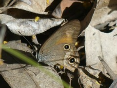 Hypocysta irius