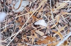 Isturgia murinaria