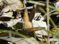 Hypocysta irius