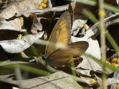 Hypocysta irius