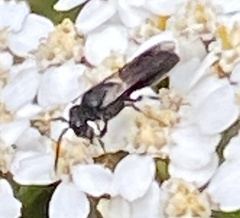 Hylaeus communis