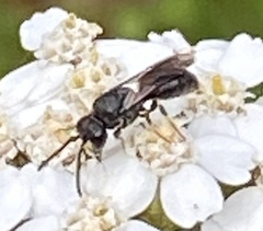Hylaeus communis