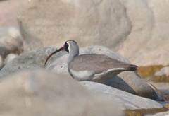 Ibidorhyncha struthersii