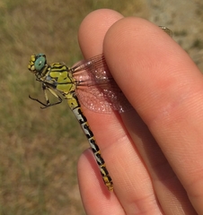 Onychogomphus forcipatus