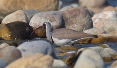 Ibidorhyncha struthersii