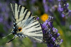 Iphiclides podalirius