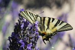 Iphiclides podalirius