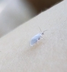 Insecta