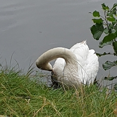Cygnus olor