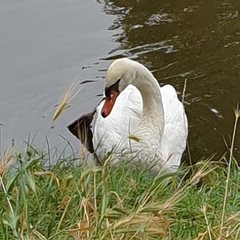 Cygnus olor