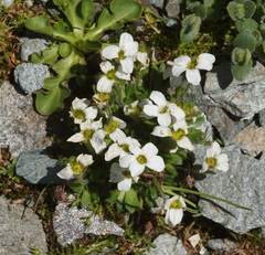 Arabis pumila