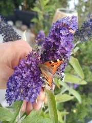 Aglais urticae