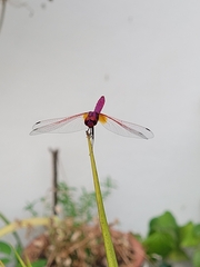 Trithemis aurora