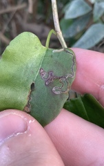 Zapyrastra calliphana