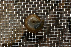 Oxychilus navarricus