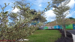 Terminalia molinetii