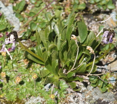 Primula glutinosa