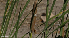Polistes dorsalis californicus