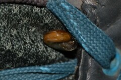 Oxychilus navarricus