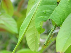 Tithonophasma tithonus