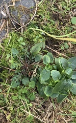 Rorippa laciniata