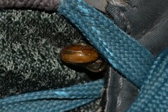 Oxychilus navarricus