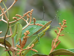 Tithonophasma tithonus