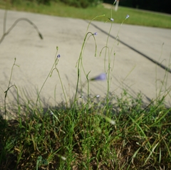 Wahlenbergia marginata