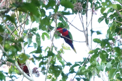 Lorius lory cyanauchen