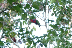 Lorius lory cyanauchen