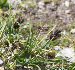 Carex parviflora