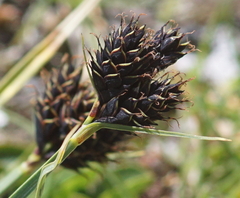 Carex parviflora