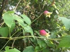 Clematis glaucophylla