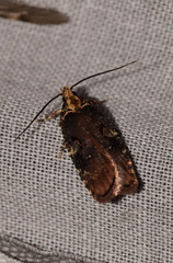 Agonopterix liturosa
