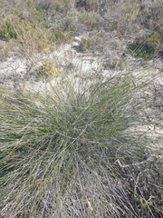 Ecdeiocolea monostachya