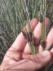 Ecdeiocolea monostachya